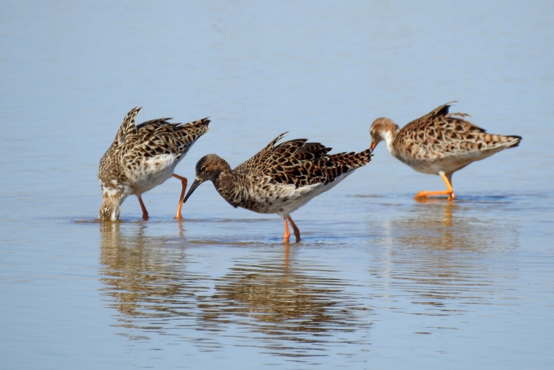 Photo Oiseaux chevalier combattant