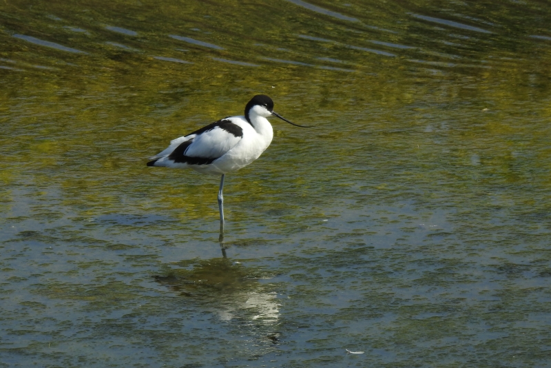 Photo Oiseaux avocette elegante