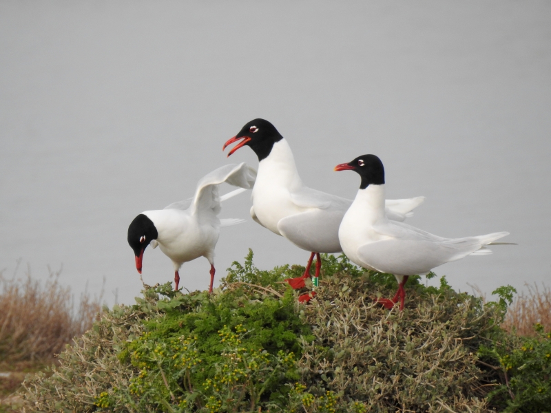 Photo Oiseaux Mouette melanocephale