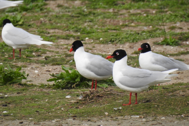 Photo Oiseaux Mouette melanocephale
