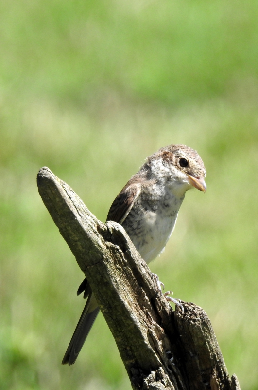 Photo Oiseaux pie grièche écorcheur