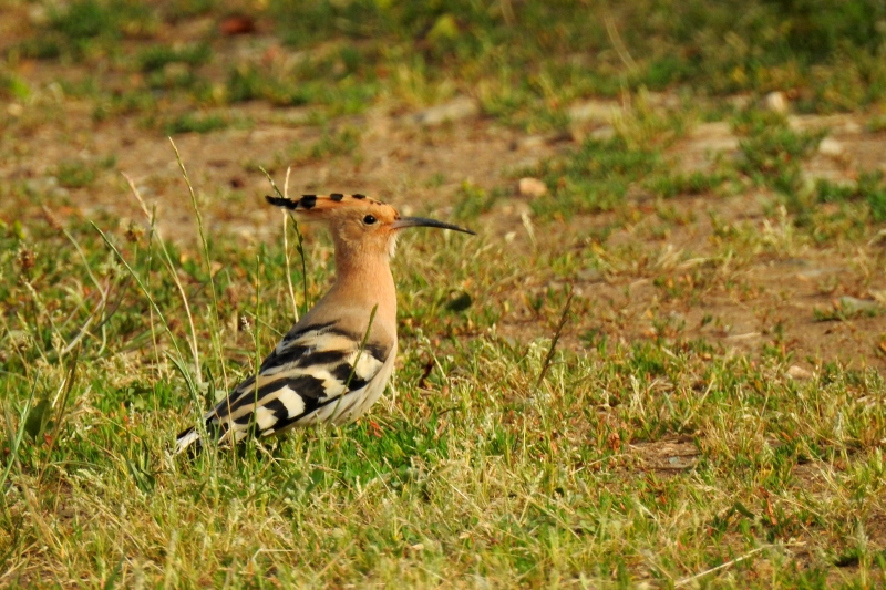 Photo Oiseaux Huppe fasciée