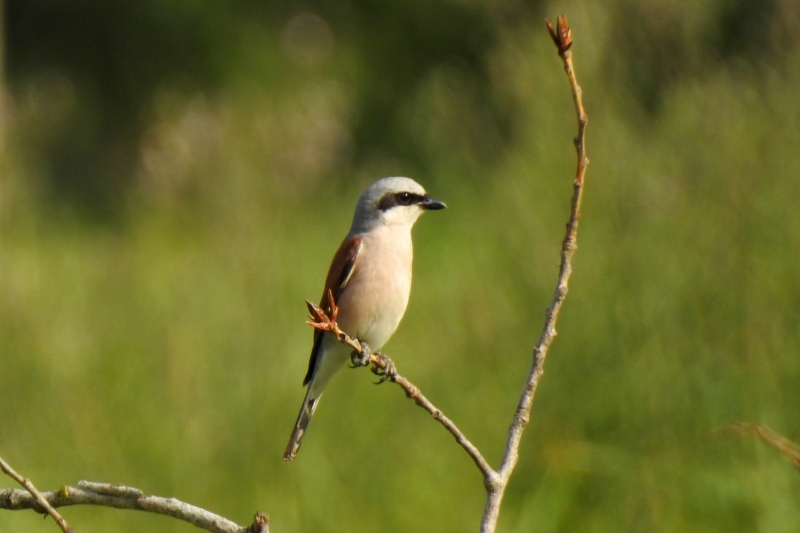 Photo Oiseaux pie grièche écorcheur