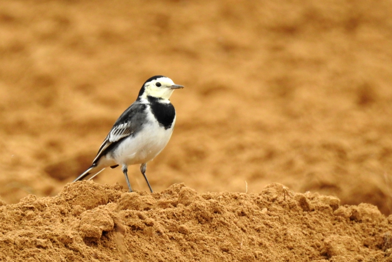 Photo Oiseaux Bergeronnette grise