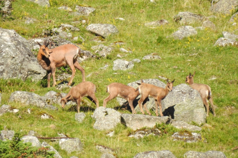 Photo Mammifères isard