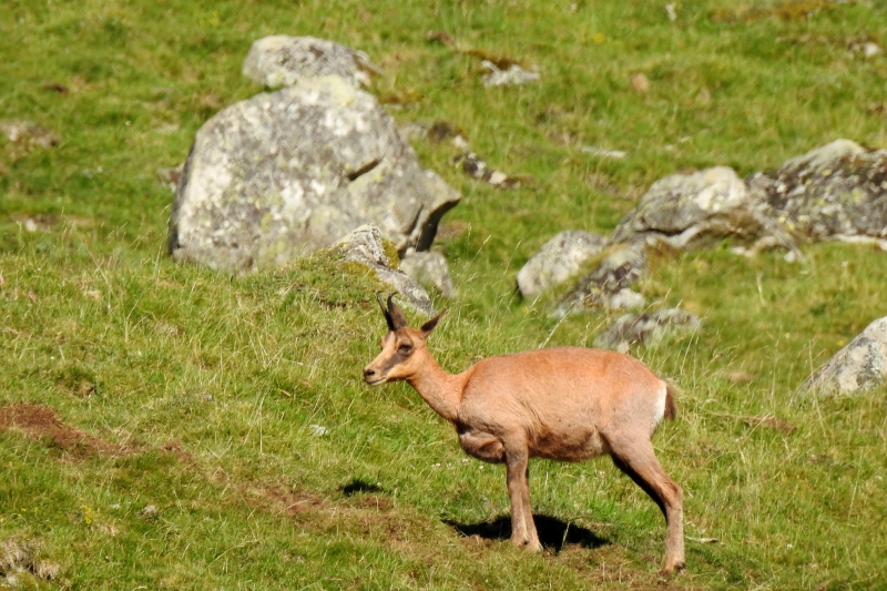 Photo Mammifères isard
