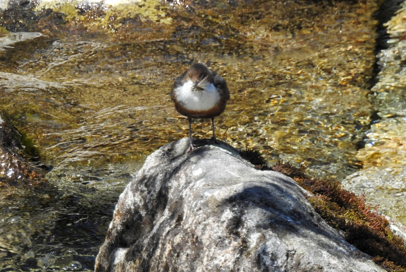 Photo Oiseaux cincle plongeur