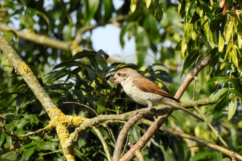 Photo Oiseaux pie grièche écorcheur femellle