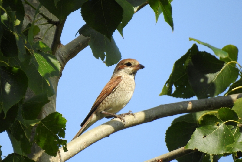 Photo Oiseaux pie grièche écorcheur femellle