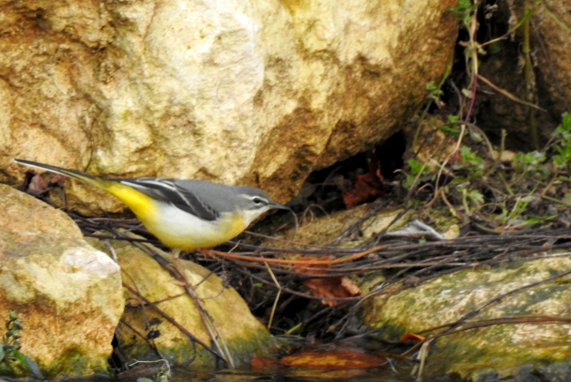 Photo Oiseaux Bergeronnette des ruisseaux (Motacilla cinerea)