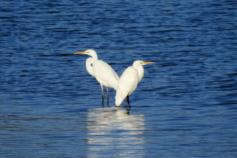 Photo Oiseaux Grande aigrette