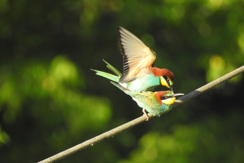 Photo Oiseaux guepier d'europe