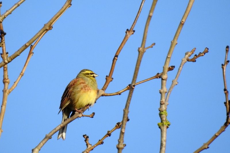 Photo Oiseaux Bruant zizi