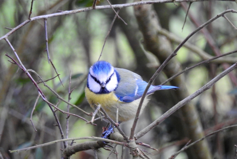 Photo Oiseaux Mésange bleue