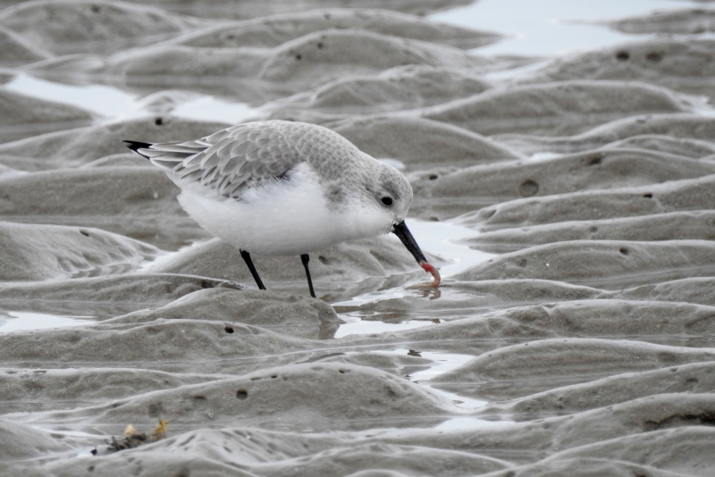 Photo Oiseaux Bécasseau sanderling (Calidris alba)