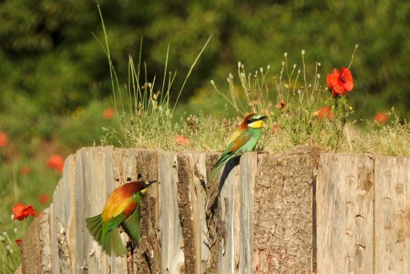 Photo Oiseaux guepier d'europe