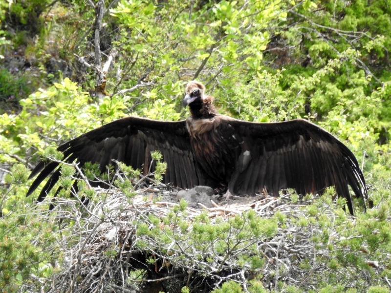 Photo Oiseaux vautour moine