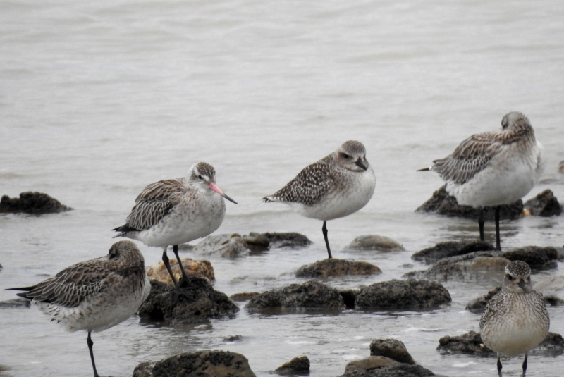 Photo Oiseaux