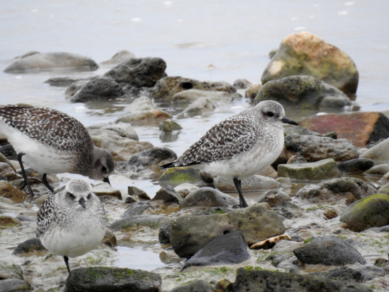 Photo Oiseaux pluvier argenté