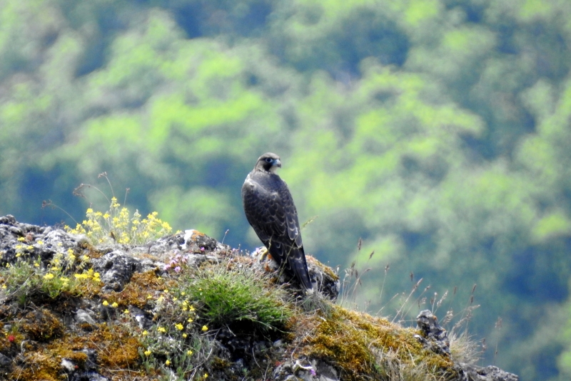Photo Oiseaux faucon pelerin