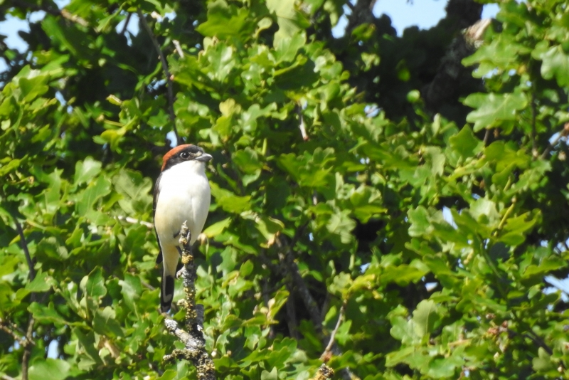 Photo Oiseaux pie grièche à tête rousse