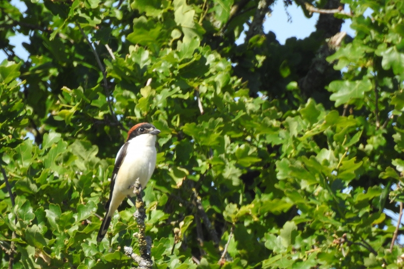 Photo Oiseaux pie grièche à tête rousse
