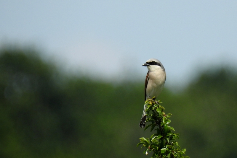 Photo Oiseaux pie grièche écorcheur