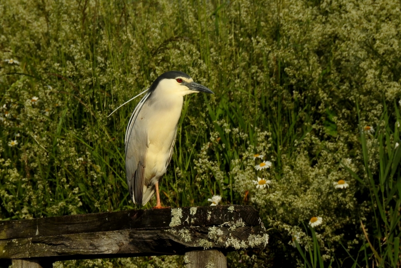 Photo Oiseaux Héron bihoreau gris (Nycticorax nycticorax)