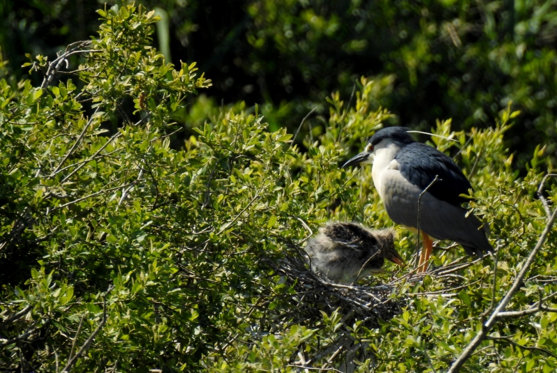 Photo Oiseaux Héron bihoreau gris (Nycticorax nycticorax)