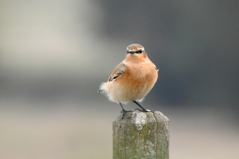 Photo Oiseaux Traquet motteux (Oenanthe oenanthe)