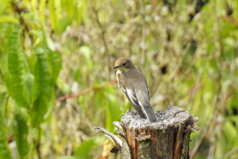 Photo Oiseaux gobe mouche noir