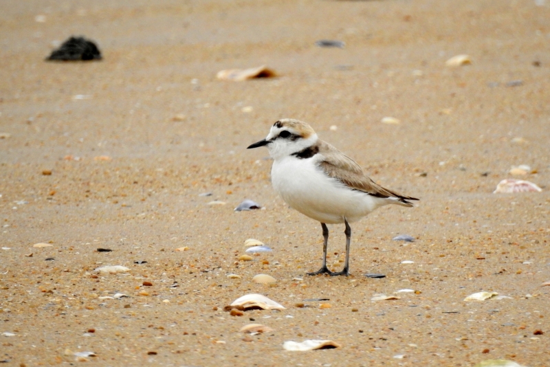 Photo Oiseaux Gravelot à collier interrompu (Charadrius alexandrinus)