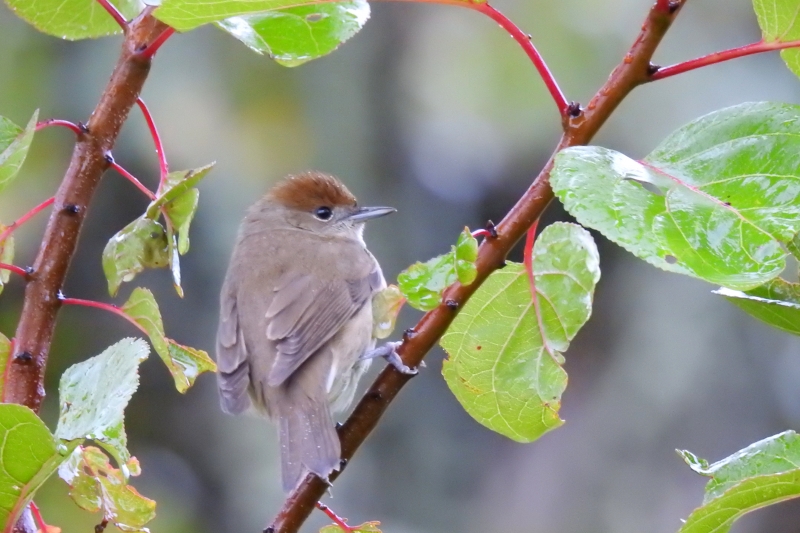 Photo Oiseaux fauvette à tête noire femele