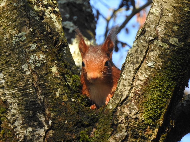 Photo Mammifères écureuil roux