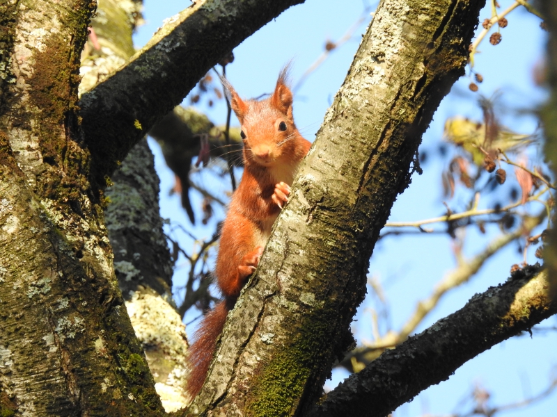 Photo Mammifères écureuil roux