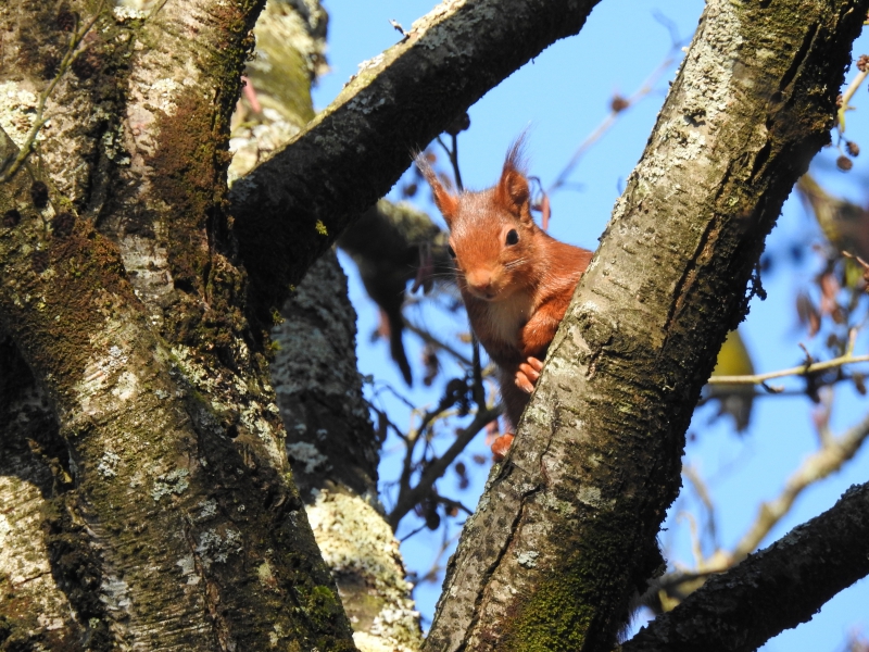 Photo Mammifères écureuil roux