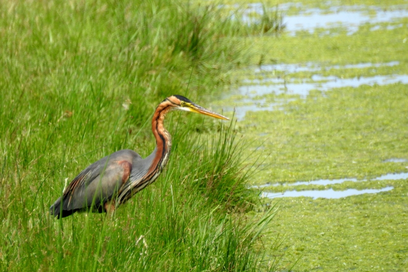 Photo Oiseaux Héron pourpré (Ardea purpurea)