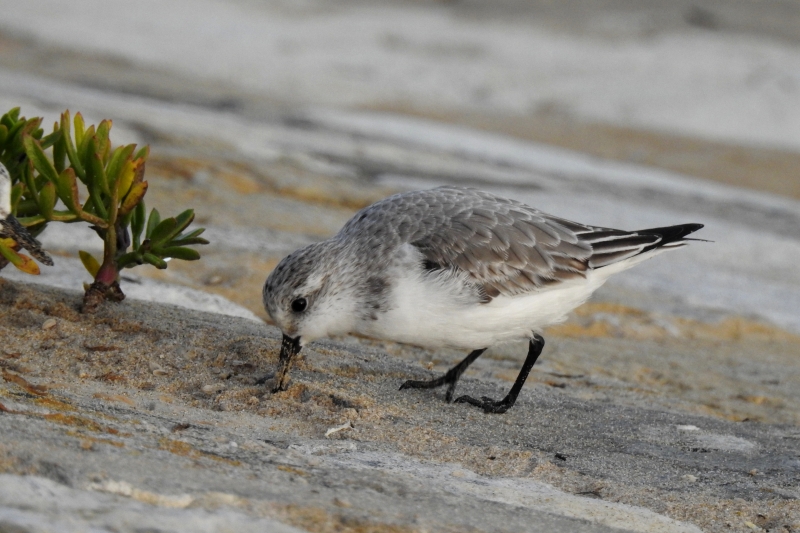Photo Oiseaux Bécasseau sanderling (Calidris alba)