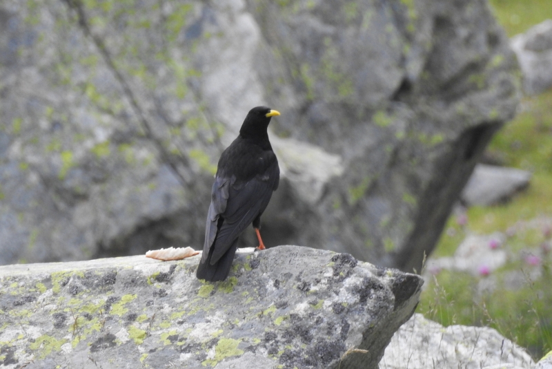 Photo Oiseaux Chocard à bec jaune