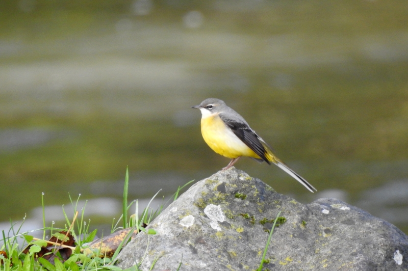 Photo Oiseaux Bergeronnette des ruisseaux (Motacilla cinerea)