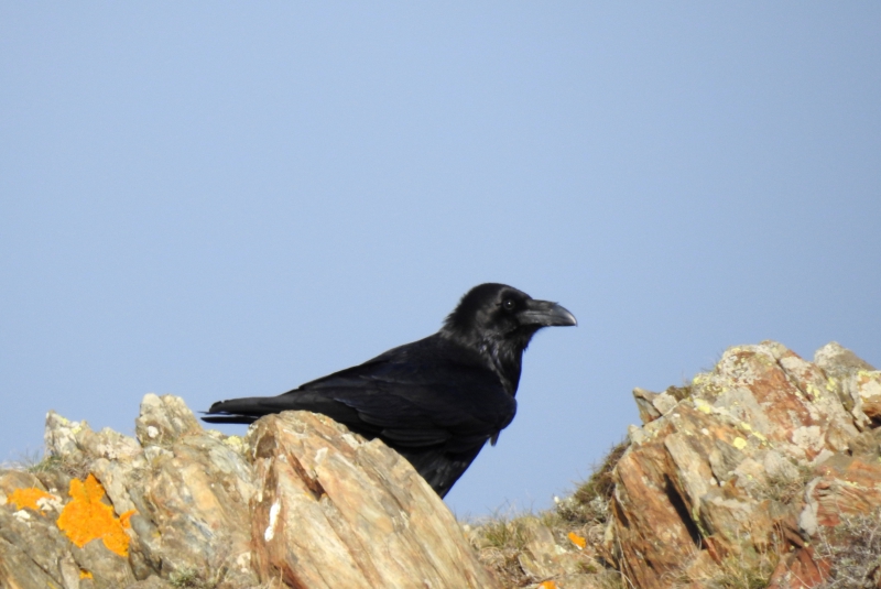 Photo Oiseaux Grand corbeau