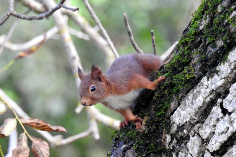 Photo Mammifères Ecureuil roux (Sciurus vulgaris)