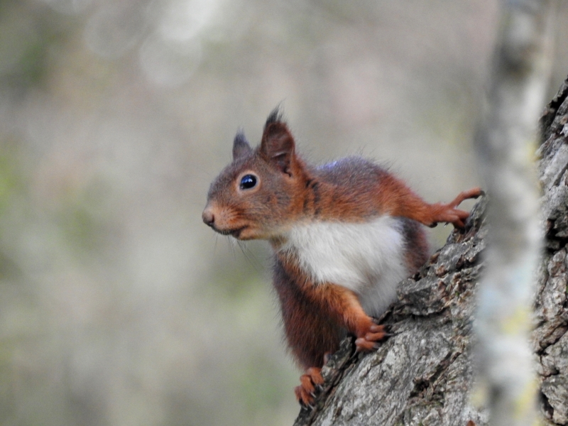 Photo Mammifères Ecureuil roux (Sciurus vulgaris)