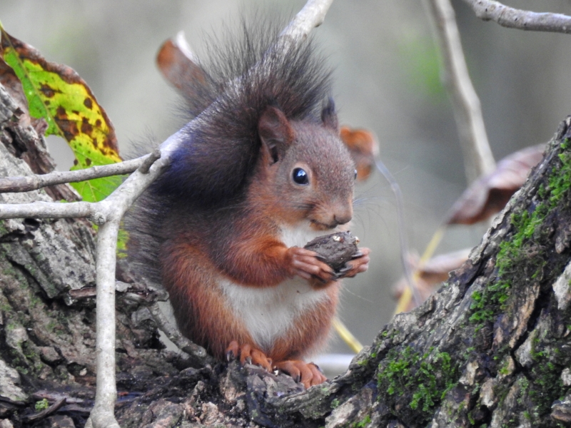 Photo Mammifères Ecureuil roux (Sciurus vulgaris)