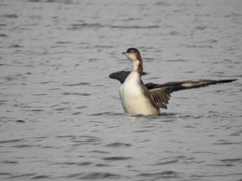 Photo Oiseaux plongeon imbrin