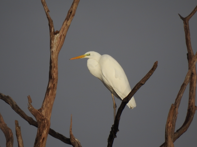 Photo Oiseaux Grande aigrette (Ardea alba)