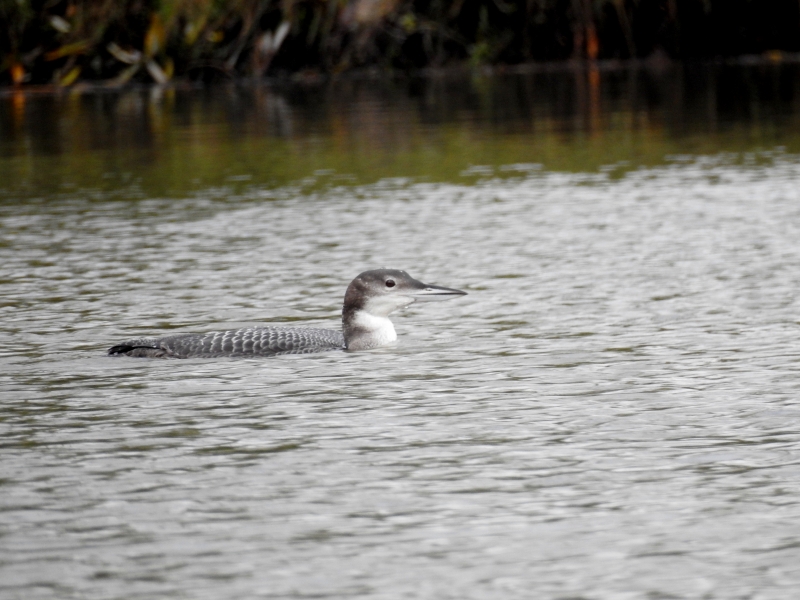 Photo Oiseaux plongeon imbrin