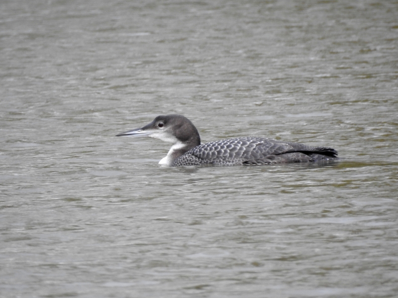 Photo Oiseaux plongeon imbrin