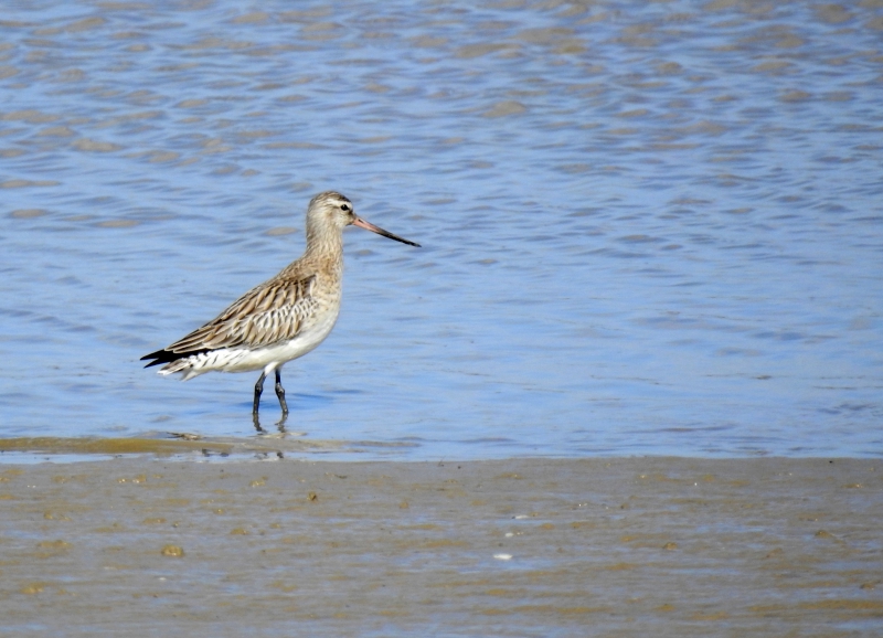 Photo Oiseaux barge rousse
