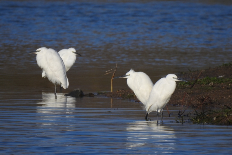 Photo Oiseaux Aigrette garzette (Egretta garzetta)